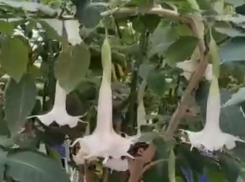 Ядовитое дерево зацвело в Воронежском зоопарке