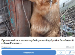 «Просим найти и наказать убийцу», – воронежцы создали петицию после жестокого убийства дворняги