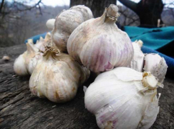 Подозрительный украинский чеснок был задержан на границе с Воронежской областью