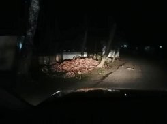 Гигантскую свалку с останками животных запечатлели на левом берегу Воронежа