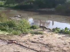 Эко-система на месте прорыва воды развернулась в Воронеже 