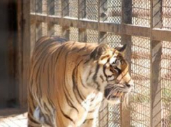 Горожане смогут придумать имя новому обитателю Воронежского зоопарка