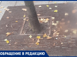 “Примите меры, они гибнут”: чиновникам показали состояние деревьев в центре Воронежа