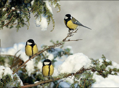 Воронежцам напомнили, что зимой птицы погибают от голода и их надо покормить