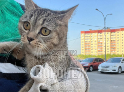 Кошку с душераздирающим взглядом нашли на мусорке в Воронеже