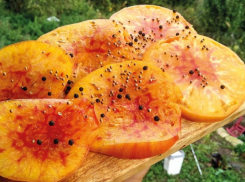 Еллоустоун – «мясной» на глаз, сладкий на вкус
