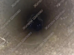 Два маленьких котенка провалились в трубу в воронежском микрорайоне – их спасли и показали на видео