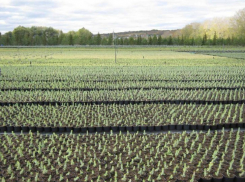 В Воронежской области планируют построить новый питомнический комплекс