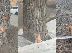 Стало известно, на каких улицах большие деревья могут заменить на траву