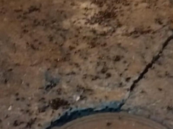 «Армия тараканов» наступает на ночной Воронеж