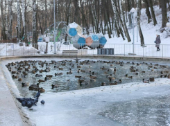 300 уток решили провести зиму в воронежском парке