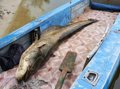 Занял больше половины лодки: настоящего гиганта выловили из реки Дон воронежцы