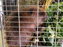 7 малышей-бобрят из Воронежского заповедника переехали «читать стихи» в цирк Виктора Сильченко