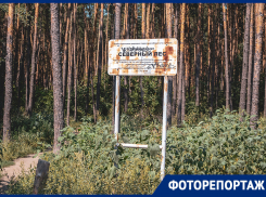 Лес раздора: как выглядит природный парк, распиленный частниками в Воронеже