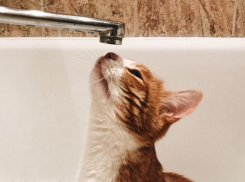 Опубликован график отключений горячей воды на август в Воронеже 