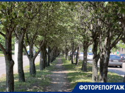 Одну из самых красивых аллей приговорили к уничтожению ради дублера Московского проспекта