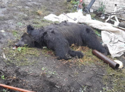 Под Воронежем на хозяина медведя-убийцы завели уголовное дело