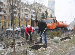 Воронежцы высадили более 2000 кустарников на городском субботнике
