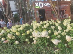 «Мама, не надо»: о неприглядном поступке женщины рассказали в Воронеже