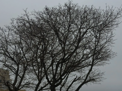 Весна в Воронеже решила не торопиться, но все же радовать