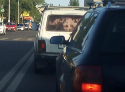 Путешествующего  в «Ниве» теленка сняли в Воронеже