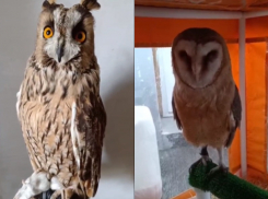 Зоозащитники спасли сов, которые «работали» моделями в воронежском парке 