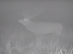 Как ревут олени, показали в Воронежском заповеднике