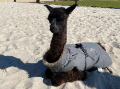 Альпаку возрастом в 1 день продемонстрировали жителям Воронежа 