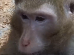 Обезьянка прячет вкусную заначку от своей подруги в Воронеже – опубликовано видео