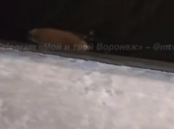 Плавающее нечто заметили в темных водах воронежского водохранилища