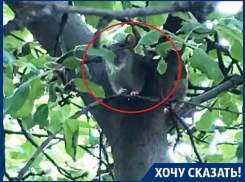 Крысы-скалолазы десантируются в квартиры воронежцев