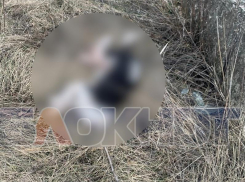 Обезглавленные трупы собак обнаружили под Воронежем