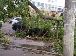 Не смогли устоять: что стало с воронежскими деревьями во время ливня