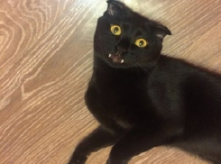 В Воронеже выводят новую породу кошек – «Тайский саблезубый вислоух»