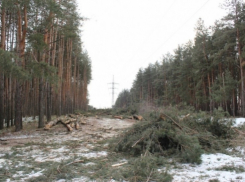 Желание «Воронежэнерго» высадить деревья взамен срубленных зарубили на корню