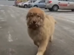 Слезоточивая история: воронежцы спасли и приютили выброшенного щенка маламута с «бракованным» ухом