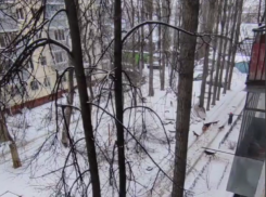 Нападение стаи собак на женщину попало на видео в Воронеже