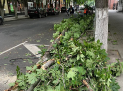 В центре Воронежа рухнуло дерево
