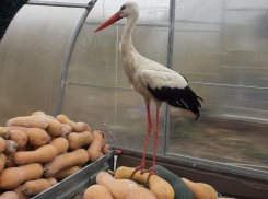 Аиста, который никогда не вернется в небо, привезли из Липецка в Воронеж 