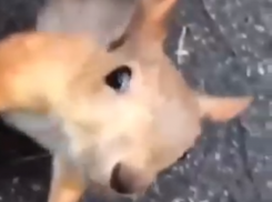 Очаровательный бельчонок-попрошайка попал на видео в Воронеже