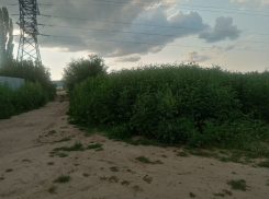 Джунгли из амброзии выросили в Воронежской области