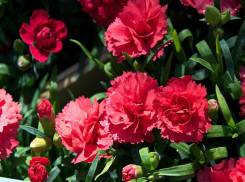 «Это трагедия в первую очередь для семьи и близких малыша»: воронежский департамент образования скорбит об умершем ребенке 