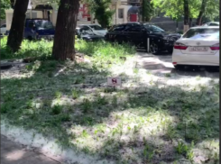 “Снежные” хлопья засыпали майский Воронеж