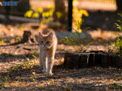 Почему воронежцев заводят рыженькие