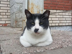 Кот Василий с масштабом и милотой празднует день рождения в Воронеже