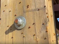 Нашествие полчища черных божьих коровок сняли в Воронеже