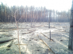 Чертову дюжину лет назад огненная стихия едва не сделала пустыню из Воронежской области