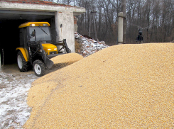 В Воронежском заповеднике для оленей купили свеклу, кукурузу и овес