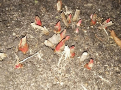 Из-за аномального тепла в Воронеже набухли почки и вылезли цветы