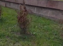  Настоящий позор под окнами депутатов сняли в Воронеже 